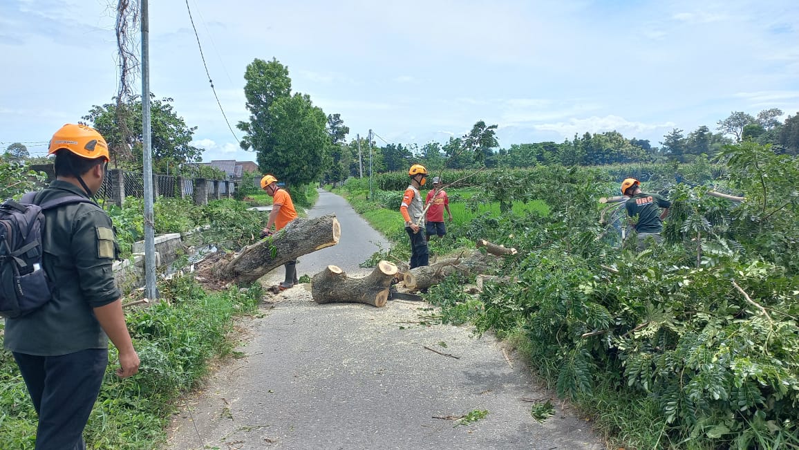 WASPADA ANGIN KENCANG SEJUMLAH POHON TUMBANG TIDAK ADA KORBAN JIWA